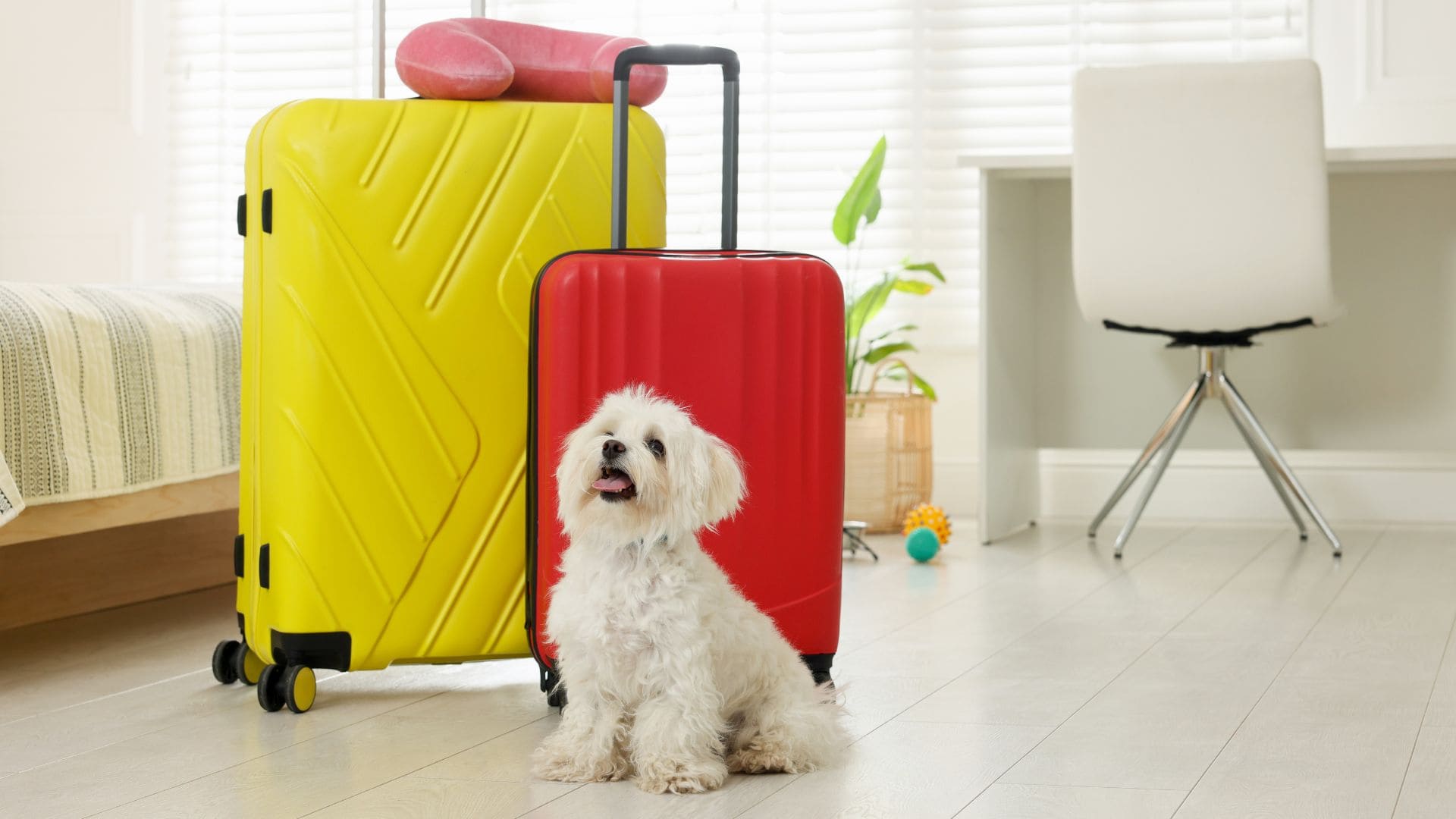 mejores suelos para mascotas